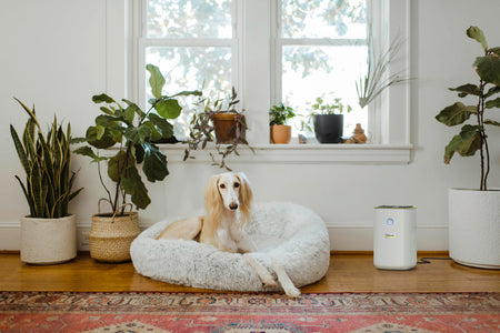 KARCHER AF 20 Air Purifier KARCHER